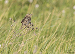 Grasshopper Sparrow 19 - Ammodramus savannarum