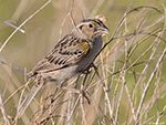 Grasshopper Sparrow 22 - Ammodramus savannarum