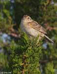Grasshopper Sparrow 7 - Ammodramus savannarum