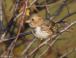 Harris's Sparrow 11 - Zonotrichia querula