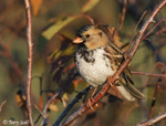 Harris's Sparrow 14 - Zonotrichia querula