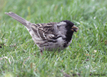 Harris's Sparrow 17 - Zonotrichia querula