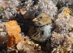 Harris's Sparrow 19 - Zonotrichia querula