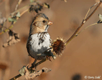 Harris's Sparrow 1 - Zonotrichia querula