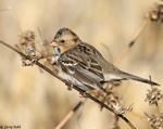 Harris's Sparrow 24 - Zonotrichia querula