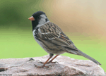 Harris's Sparrow 25 - Zonotrichia querula