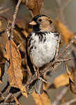 Harris's Sparrow 29 - Zonotrichia querula