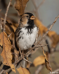 Harris's Sparrow 30 - Zonotrichia querula