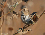 Harris's Sparrow 5 - Zonotrichia querula