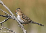 Harris's Sparrow 6 - Zonotrichia querula