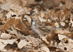 Harris's Sparrow 7 - Zonotrichia querula