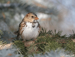 Harris's Sparrow 8 - Zonotrichia querula