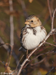 Harris's Sparrow 9 - Zonotrichia querula