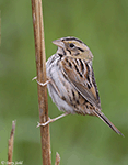 Henslow's Sparrow 1 - Centronyx henslowii