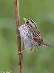 Henslow's Sparrow 3 - Centronyx henslowii