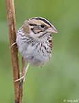 Henslow's Sparrow 4 - Centronyx henslowii