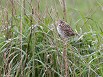 Henslow's Sparrow 7 - Centronyx henslowii