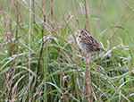Henslow's Sparrow 8 - Centronyx henslowii