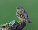 House Sparrow 3 - Passer domesticus