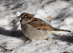 House Sparrow 4 - Passer domesticus