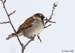 House Sparrow 5 - Passer domesticus