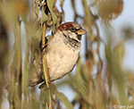 House Sparrow 9 - Passer domesticus