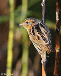 LeConte's Sparrow 14 - Ammodramus leconteii