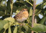LeConte's Sparrow 15 - Ammodramus leconteii