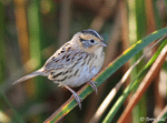 LeConte's Sparrow 17 - Ammodramus leconteii