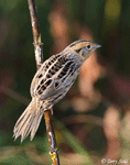 LeConte's Sparrow 19 - Ammodramus leconteii