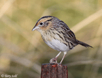 LeConte's Sparrow 20 - Ammodramus leconteii