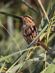 LeConte's Sparrow 23 - Ammodramus leconteii