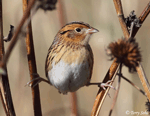 LeConte's Sparrow 26 - Ammodramus leconteii
