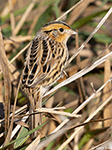 LeConte's Sparrow 28 - Ammodramus leconteii
