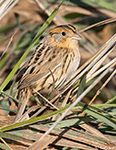 LeConte's Sparrow 31 - Ammodramus leconteii