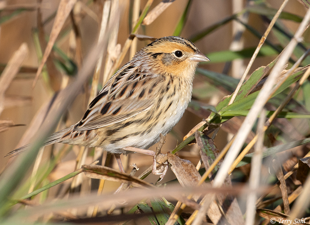 LeConte's Sparrow - Ammodramus leconteii