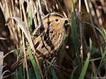 LeConte's Sparrow 35 - Ammodramus leconteii