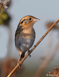 LeConte's Sparrow 3 - Ammodramus leconteii