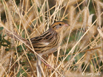 LeConte's Sparrow 4 - Ammodramus leconteii