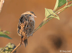 LeConte's Sparrow 6 - Ammodramus leconteii