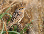 LeConte's Sparrow 8 - Ammodramus leconteii