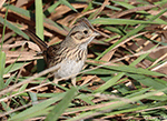 Lincoln's Sparrow 23 - Melospiza lincolnii