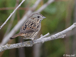 Lincoln's Sparrow 7 - Melospiza lincolnii