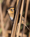 Nelson's Sparrow 7 - Ammodramus nelsoni
