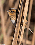 Nelson's Sparrow 8 - Ammodramus nelsoni