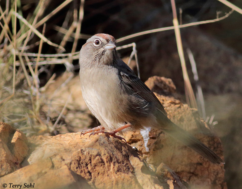 Rufous-crowned Sparrow - Aimophila ruficeps