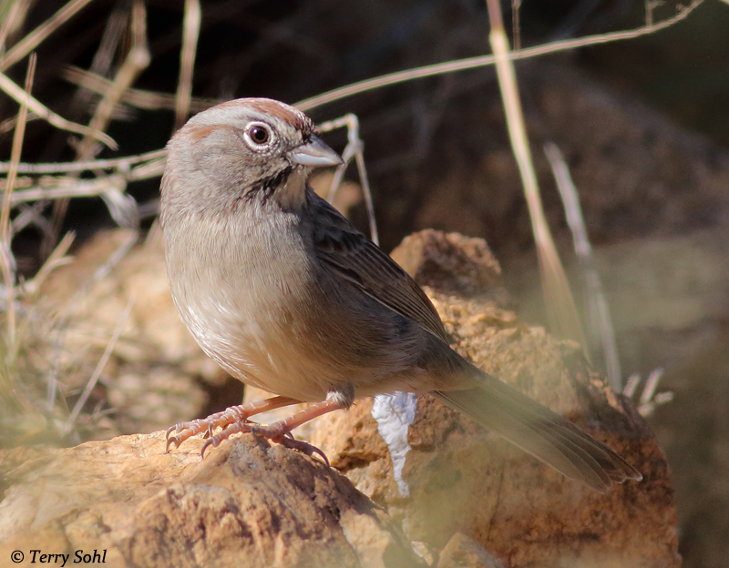 Rufous-crowned Sparrow - Aimophila ruficeps