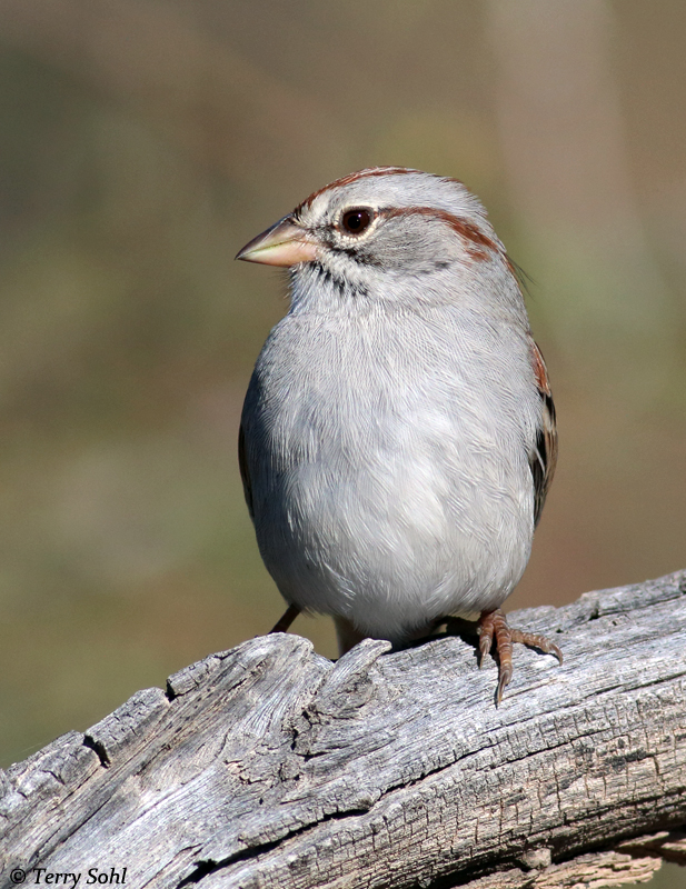 Rufous-winged Sparrow - Aimophila carpalis