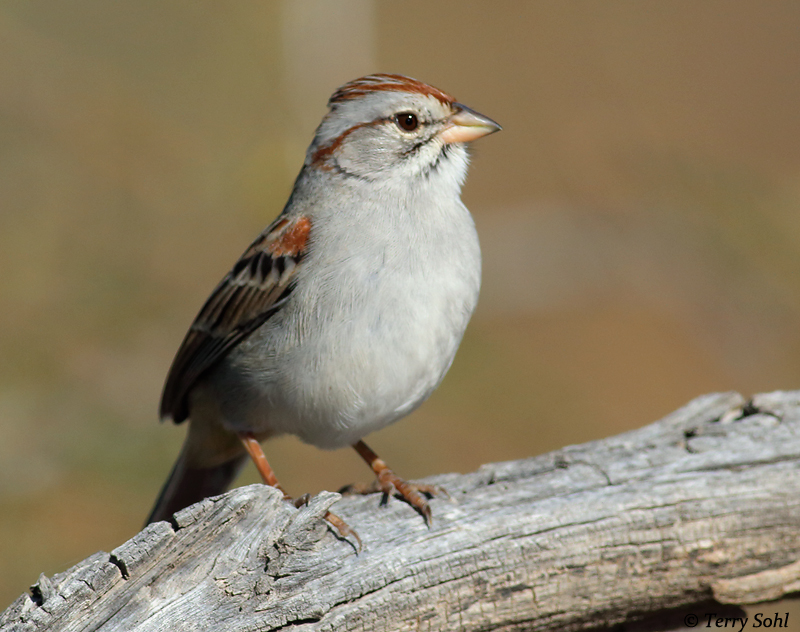 Rufous-winged Sparrow - Aimophila carpalis