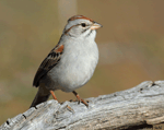 Rufous-winged Sparrow - Aimophila carpalis